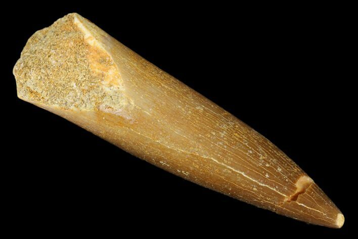 Fossil Plesiosaur (Zarafasaura) Tooth - Morocco #176890